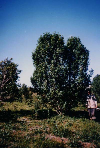 Ольха кустарниковая - дерево